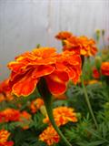 Mexican marigold
